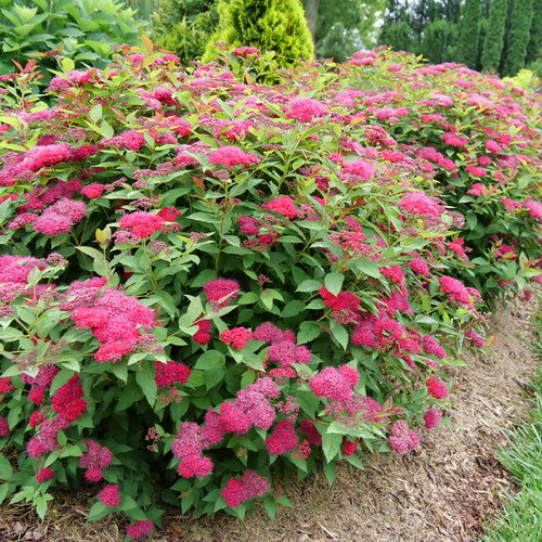 Double Play Doozie ® Spirea : 3 Gallon