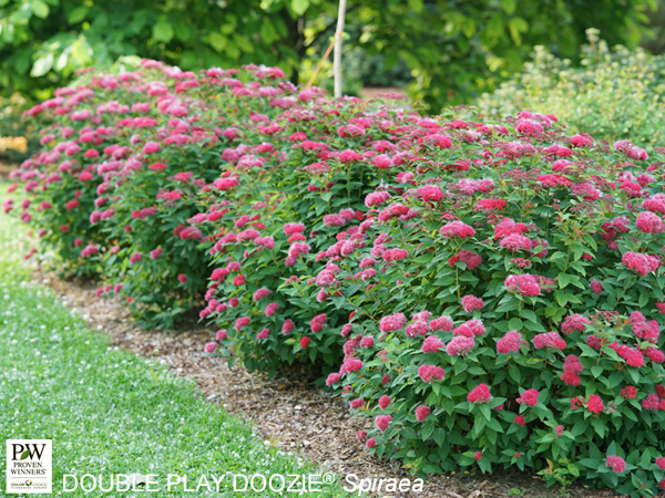Double Play Doozie ® Spirea : 3 Gallon