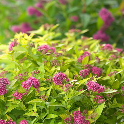 Double Play Gold Spirea ® PW : 3 Gallon