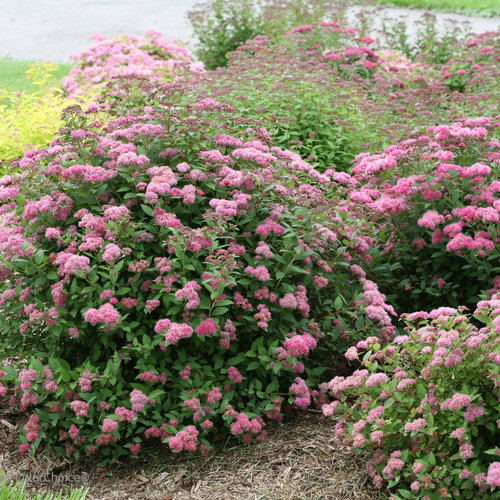 Double Play Pink Spirea ® PW : 3 Gallon