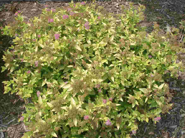 Double Play Pink ® Spirea : 3 Gallon