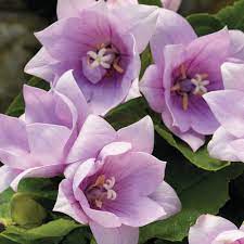 Astra Pink Double Balloon Flower : 1 Gallon