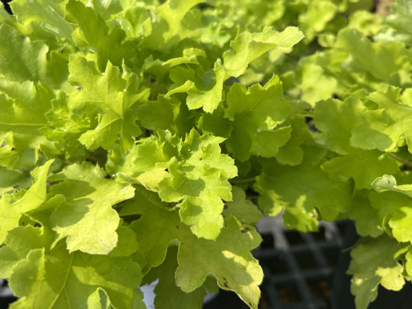 Lime Marmalade Coral bells : 1 Gallon
