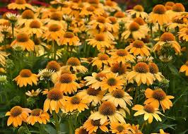 Granada Gold Coneflower : 1 Gallon