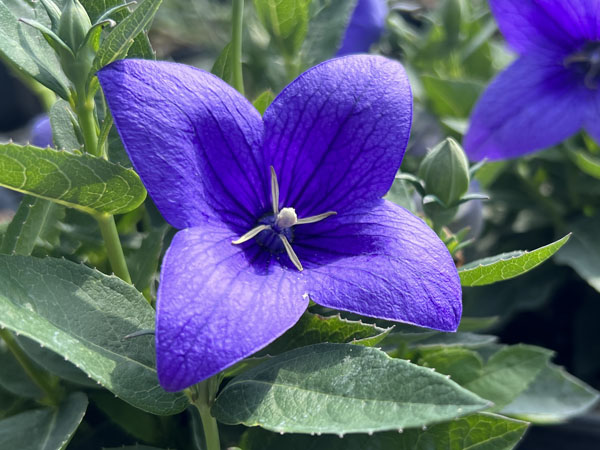 Astra Blue Balloon Flower : 1 Gallon