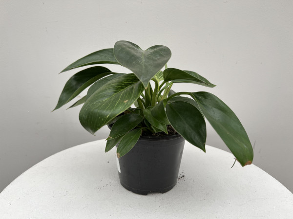 Philodendron 'Birkin' : 6 Inch Pot