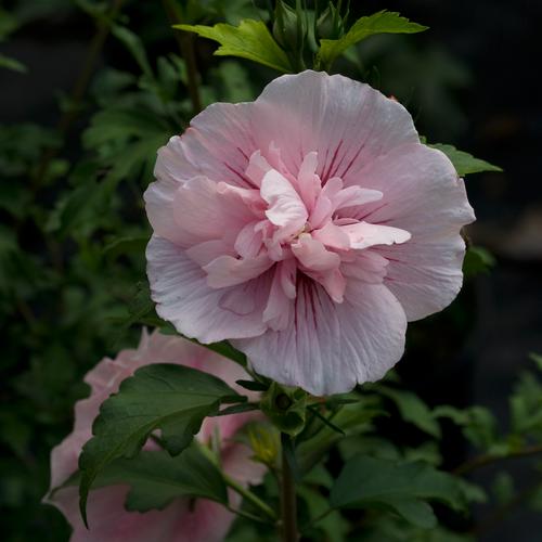 Pink Chiffon Rose of Sharon ® : 3 Gallon