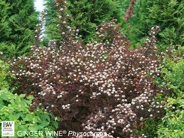 Ginger Wine® Ninebark : 5 Gallon