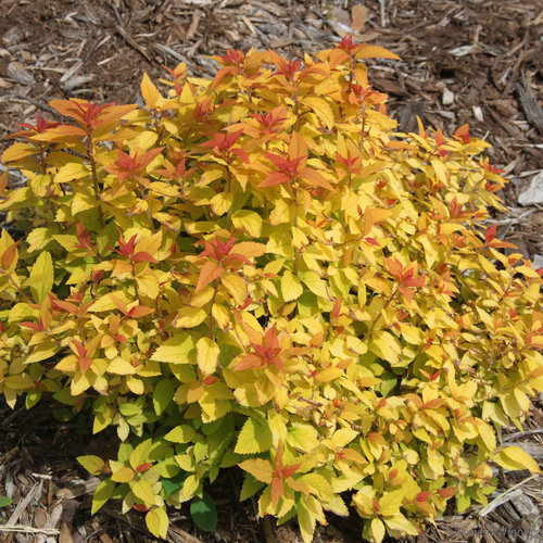 Double Play Candy Corn ® Spirea : 3 Gallon