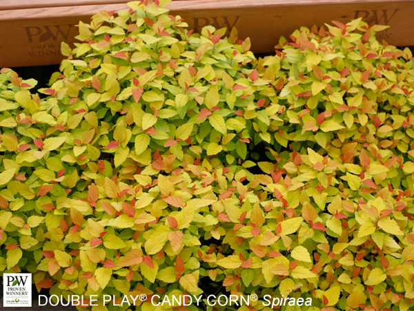 Double Play Candy Corn ® Spirea : 3 Gallon