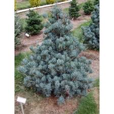 Cleary Pine : 10 Foot