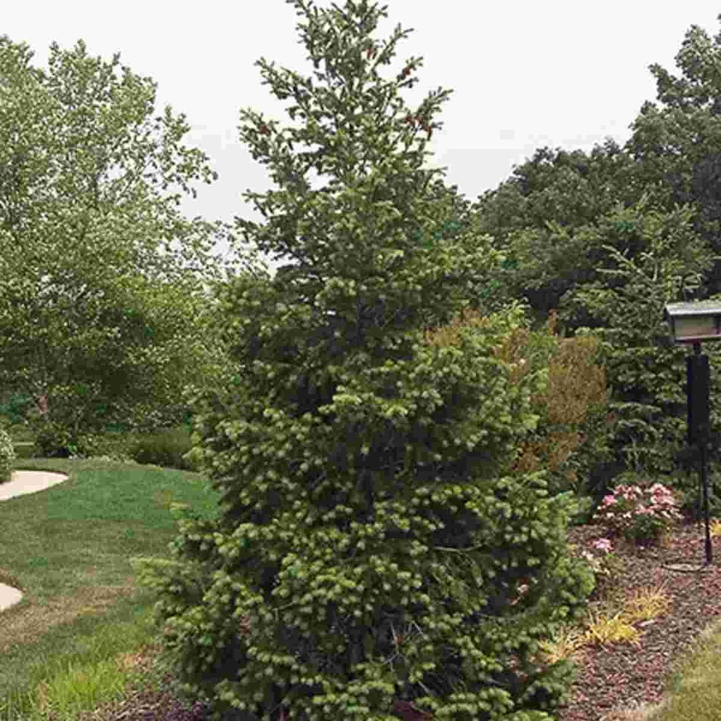 Douglas Fir : 8 Foot
