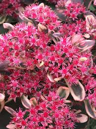 Sedum Dream Dazzler : 1 Gallon