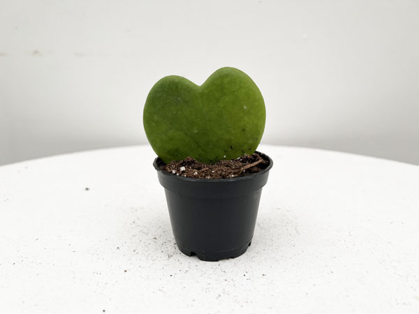 Hoya Hearts : 2.5 Inch Pot