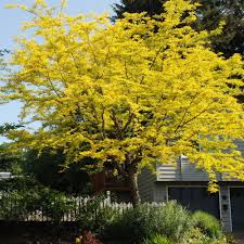 Northern Acclaim Honeylocust : 2 Inch