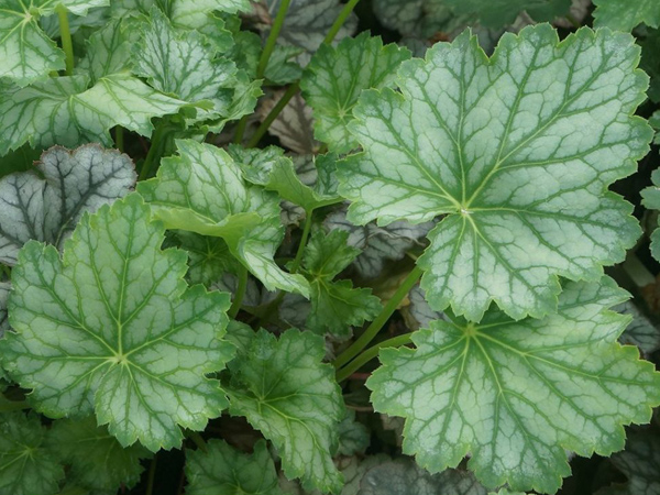 Dale's Strain Coral Bells : 1 Gallon