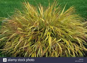 Japanese Forest Grass 'Aureola' : 1 Gallon
