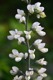White Wild Indigo : 1 Gallon