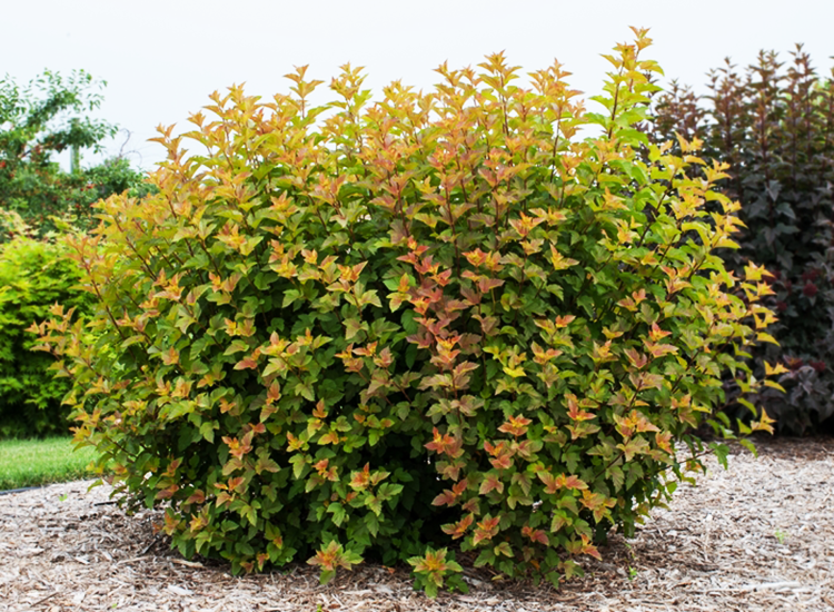 Amber Jubilee ® Ninebark : 7 Gallon