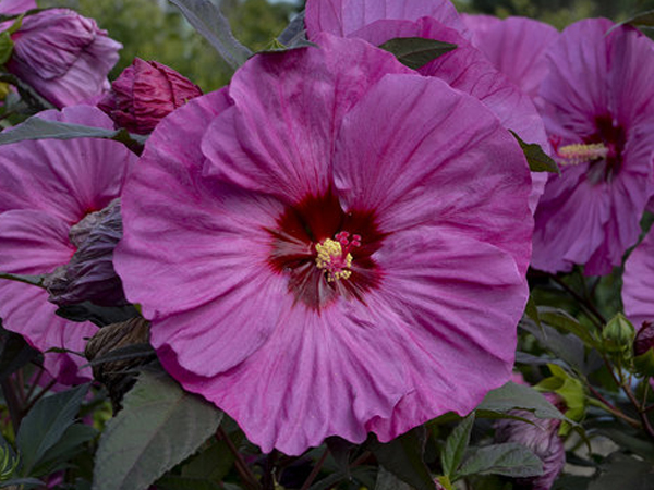 Summerific ® Berry Awesome Proven Winner Hibiscus : 3 Gallon