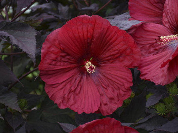 Summerific ® Holy Grail Proven Winner Hibiscus : 3 Gallon
