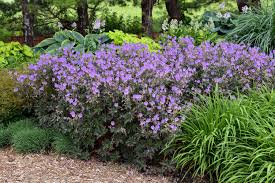 Boom Chocolatta Geranium : 8 Inch