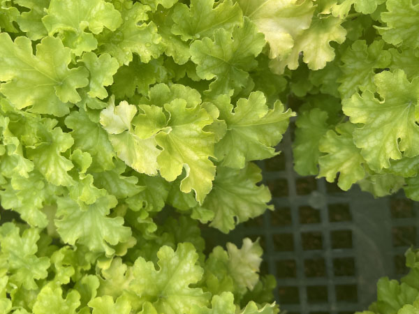 Apple Twist Coral Bells : 1 Gallon