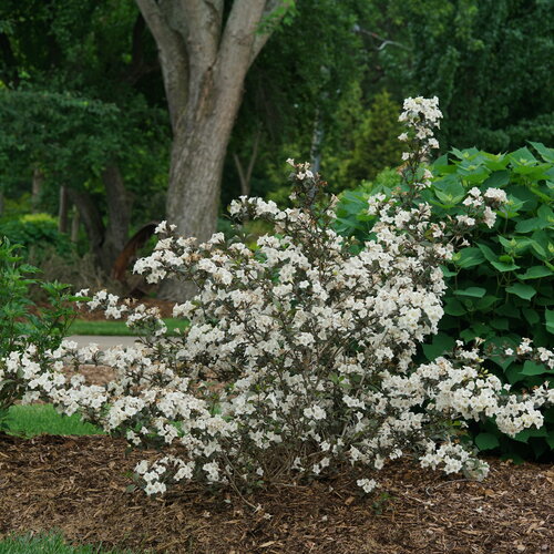 Wine & Spirits® Weigela : 5 Gallon