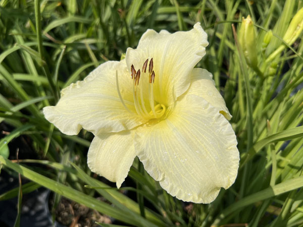 Sunday Gloves Daylily : 1 Gallon