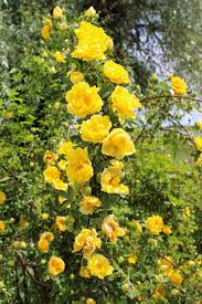 Climbing Rose - Yellow : 3 Gallon