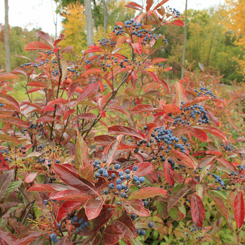 Brandywine Smooth Witherod® Viburnum : 3 Gallon