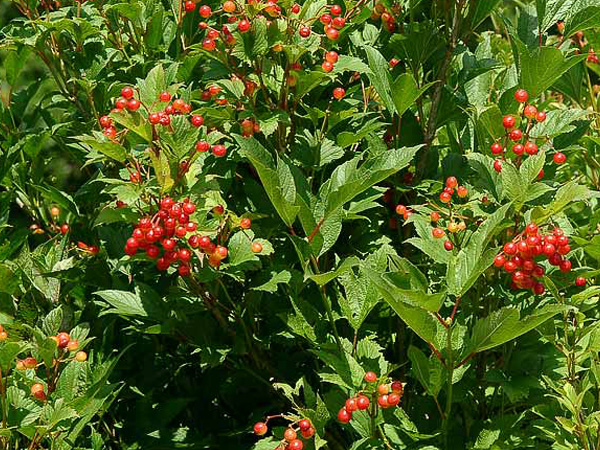 Alfredo American Cranberry Viburnum : 10 Gallon