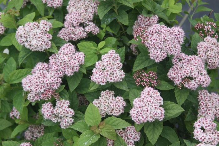 Fritsch Pink Spirea : 5 Gallon