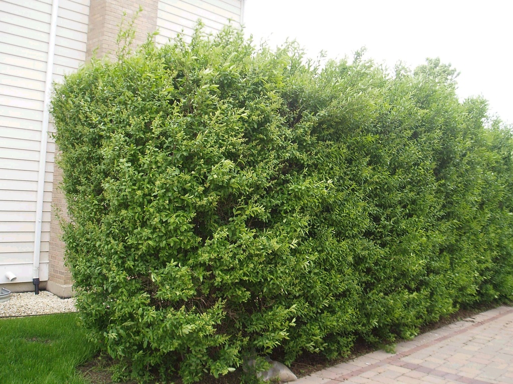 Cheyenne European Privet : 10 Gallon