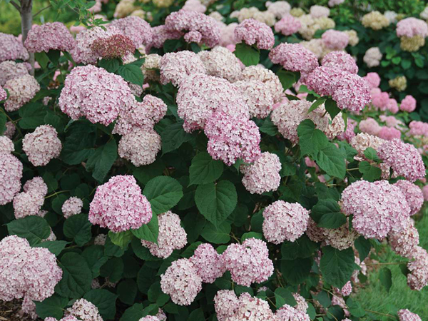 Incrediball Blush® Hydrangea : 5 Gallon
