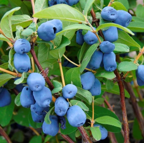 Aurora Honeyberry : 2 Gallon