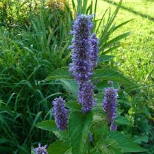 Blue Giant Hyssoop : 1 Gallon