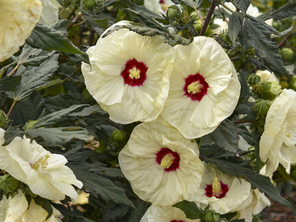 Summerific ® French Vanilla Hibiscus : 3 Gallon