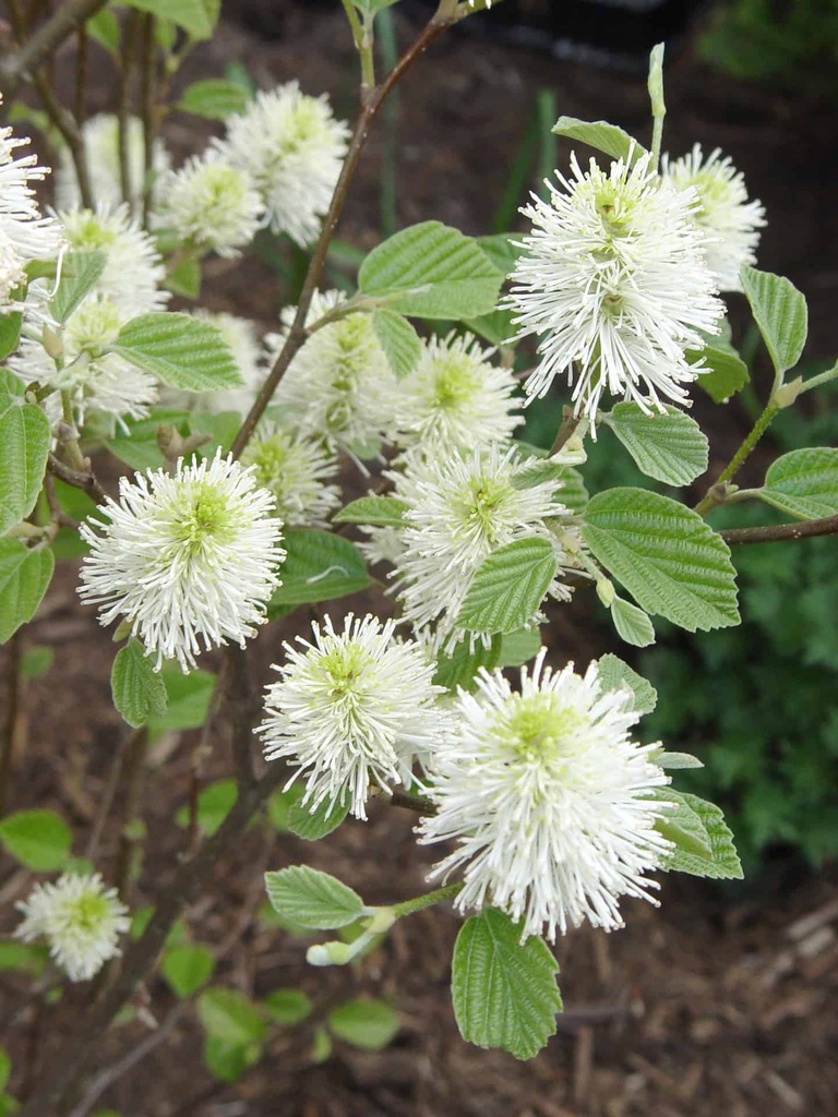 Mount Airy Fothergilla : 7 Gallon