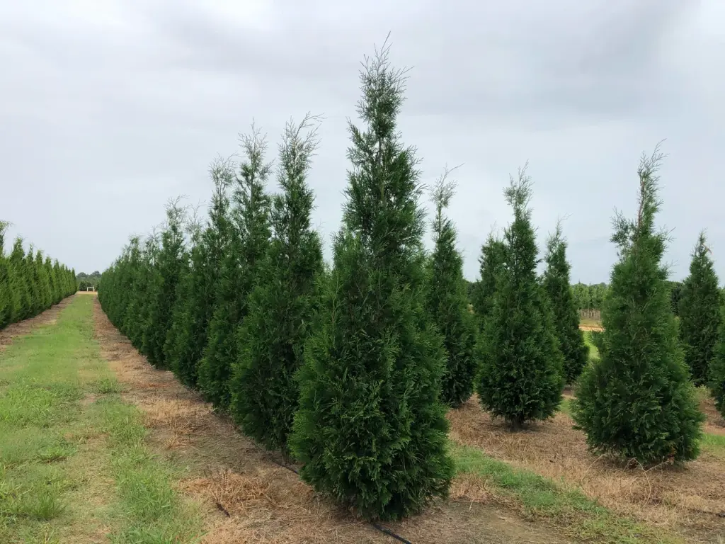 American Pillar Arborvitae : 5 Foot