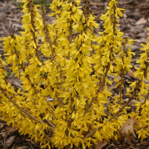 Show Off Sugar Baby Forsythia ® PW : 3 Gallon