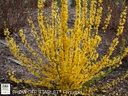 Show Off Starlet Forsythia ® PW : 3 Gallon