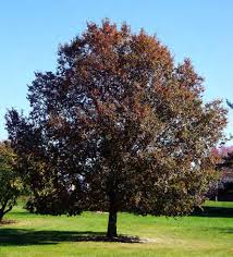 Frontier Elm : 5 Inch