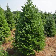 Fraser Fir : 4 Foot