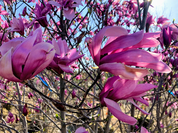 Jane Magnolia MS : 3 Foot