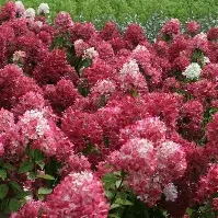 Pink Diamond ® Hydrangea MS : 6 Foot