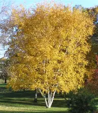 Whitespire Birch MS : 4 Foot