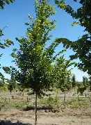 New Harmony Elm : 4.5 Inch