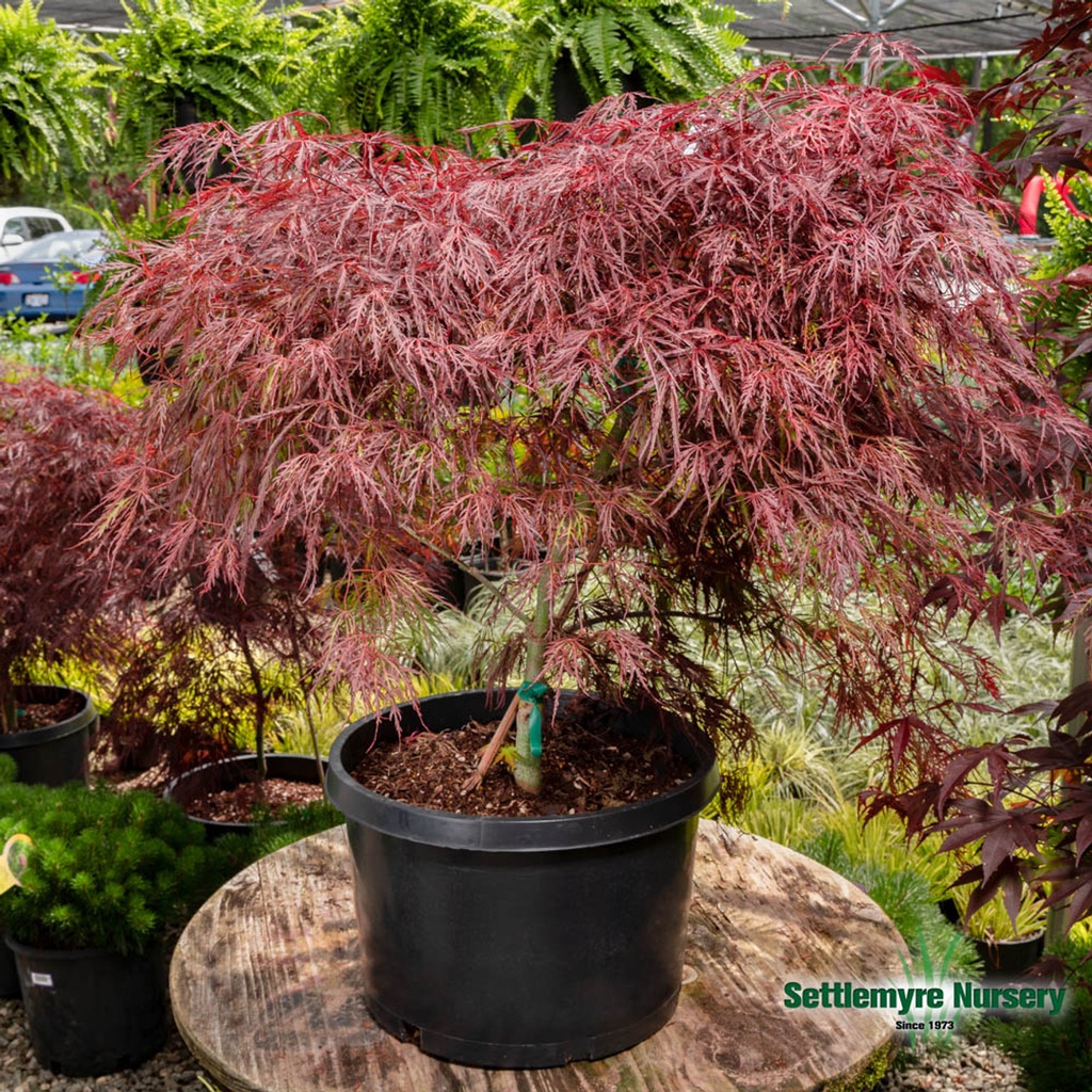 Crimson Queen Japanese Maple : 30 Inch