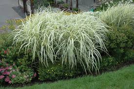 Variegated Silver Grass : 3 Gallon